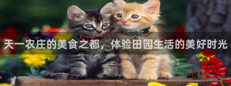 天辰娱乐股票