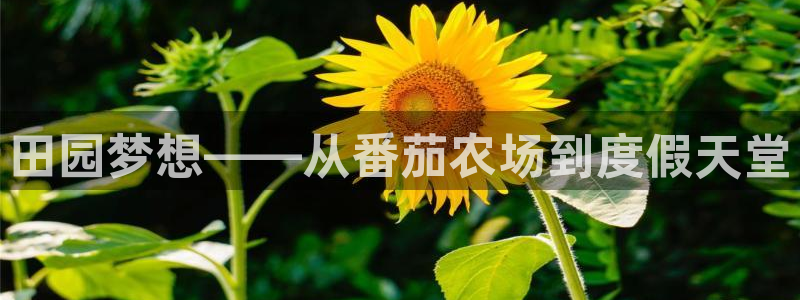 南充天辰娱乐