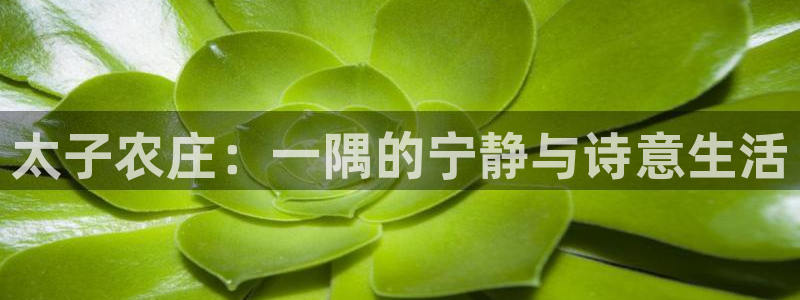 天辰娱乐白屏